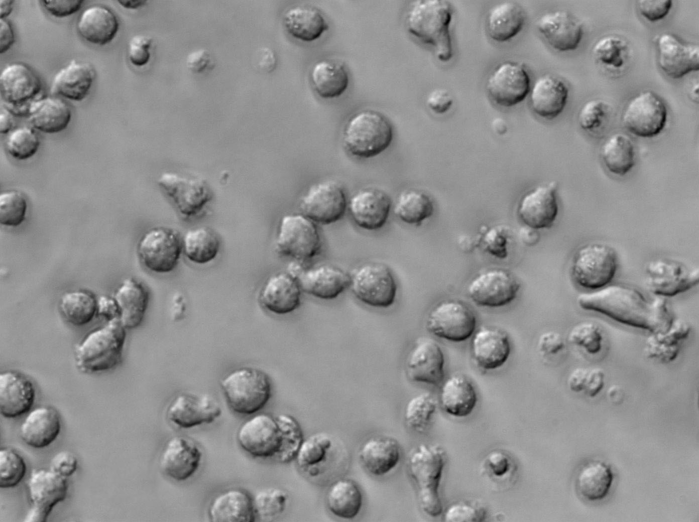 OCI-AML-4 Cell Lines:人急性髓系白血病细胞(STR认证)