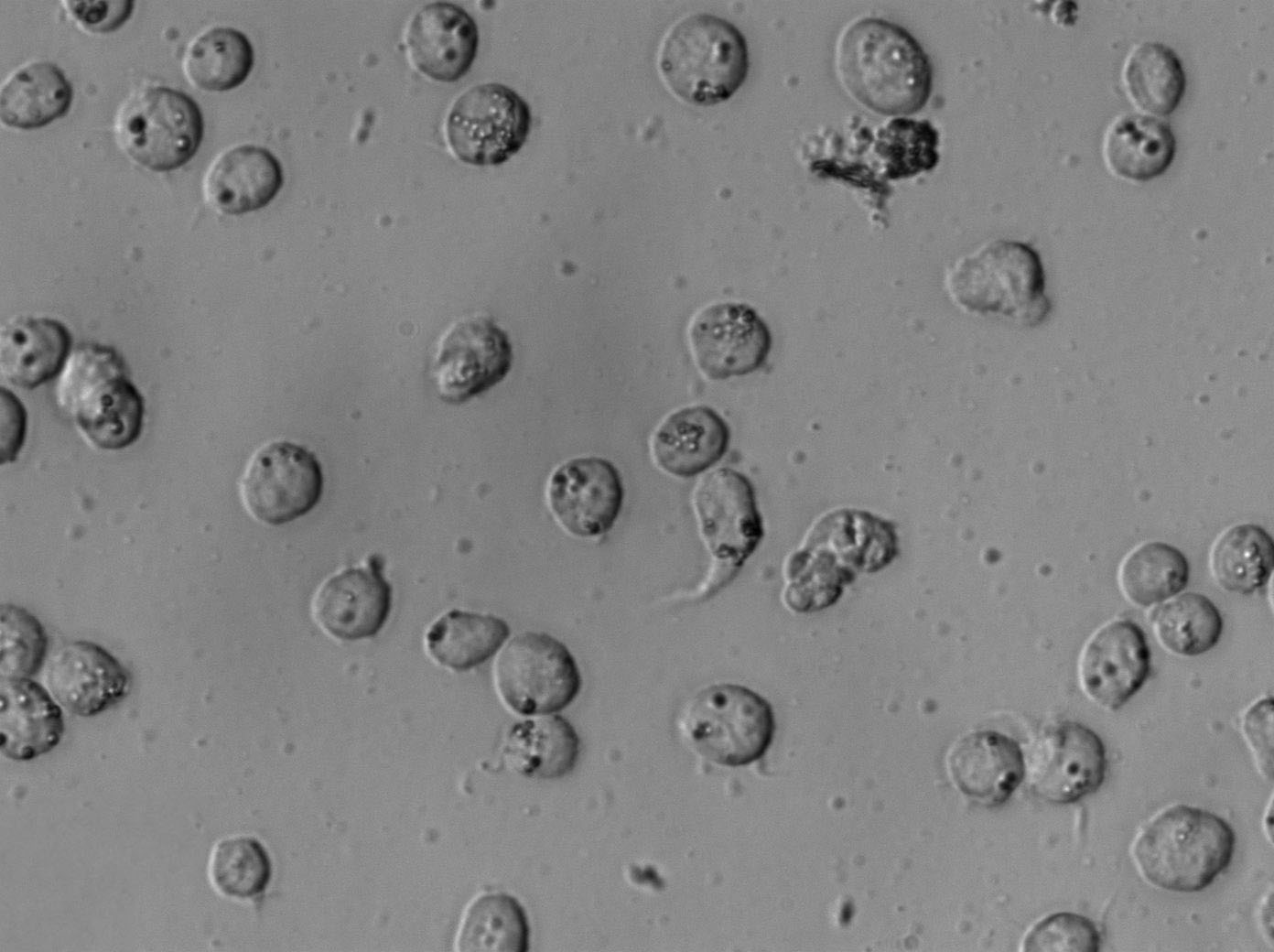 MOLT-3 Cell Lines:人急性T淋巴细胞白血病细胞(STR认证)