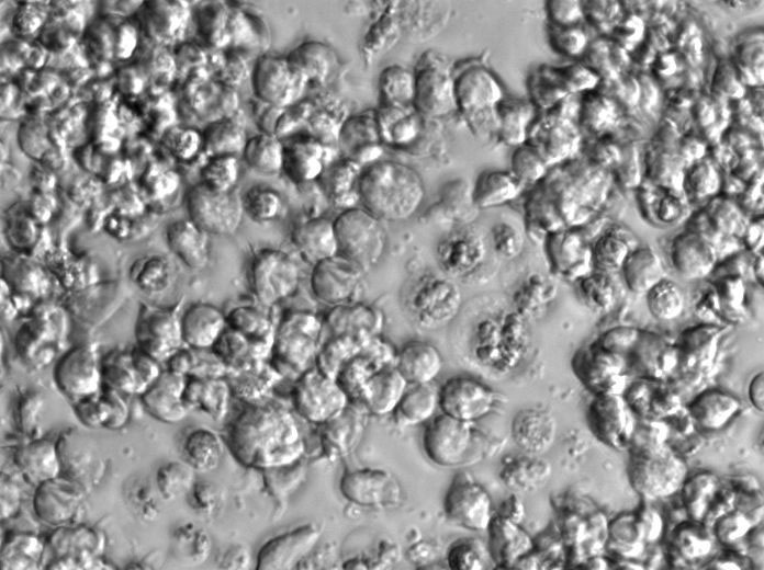 OCI-Ly7 Cell Lines:人弥漫大B淋巴瘤细胞(STR认证)