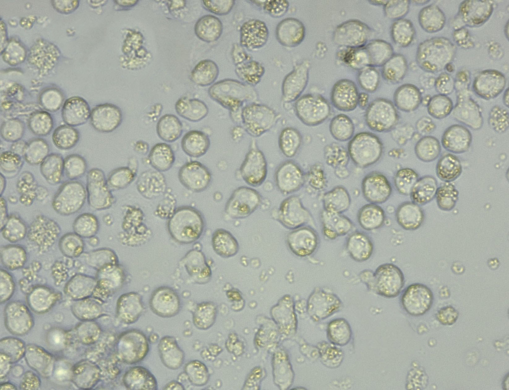 38C13 Cell Lines:小鼠B淋巴瘤细胞(STR认证)