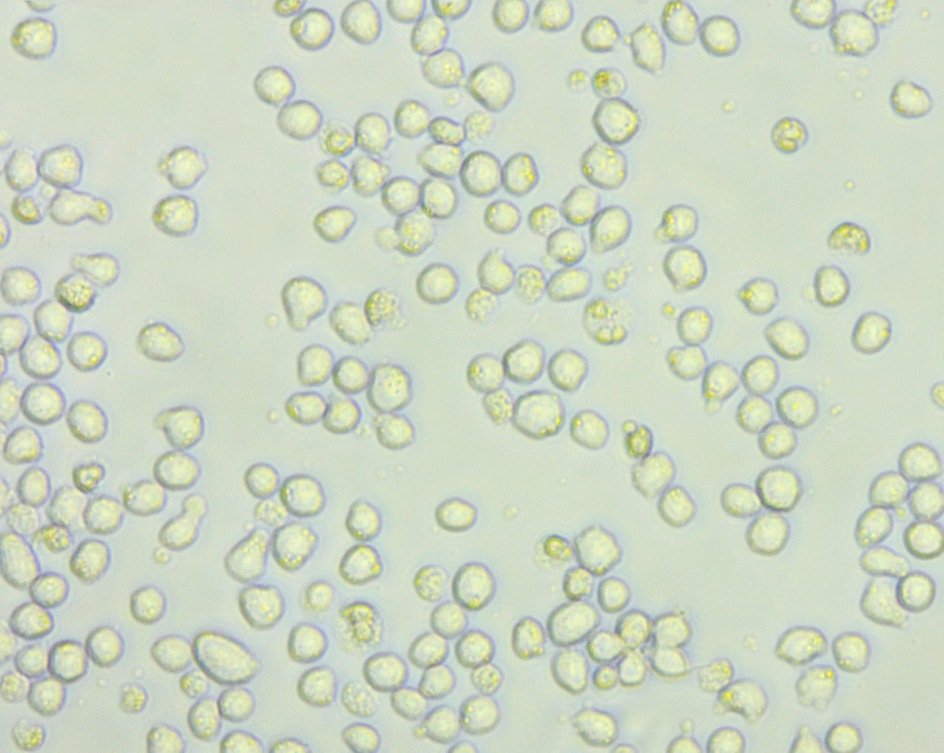 MOLM-13 Cell Lines:人急性髓系白血病细胞(STR认证)