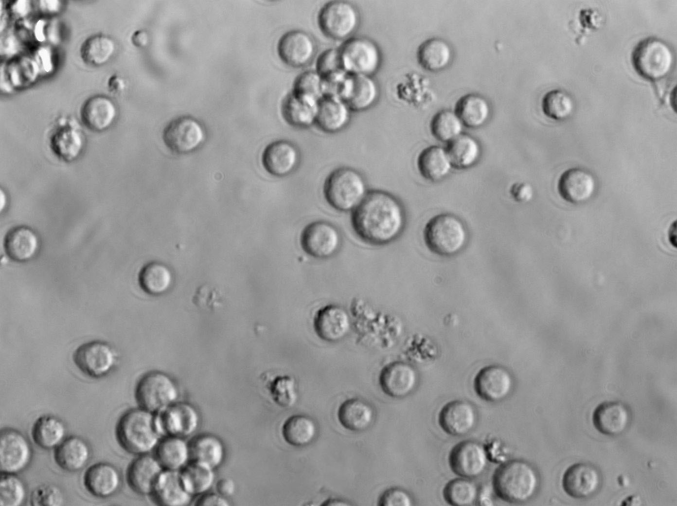 EoL-1 Cell Lines:人急性髓系白血病细胞(STR认证)
