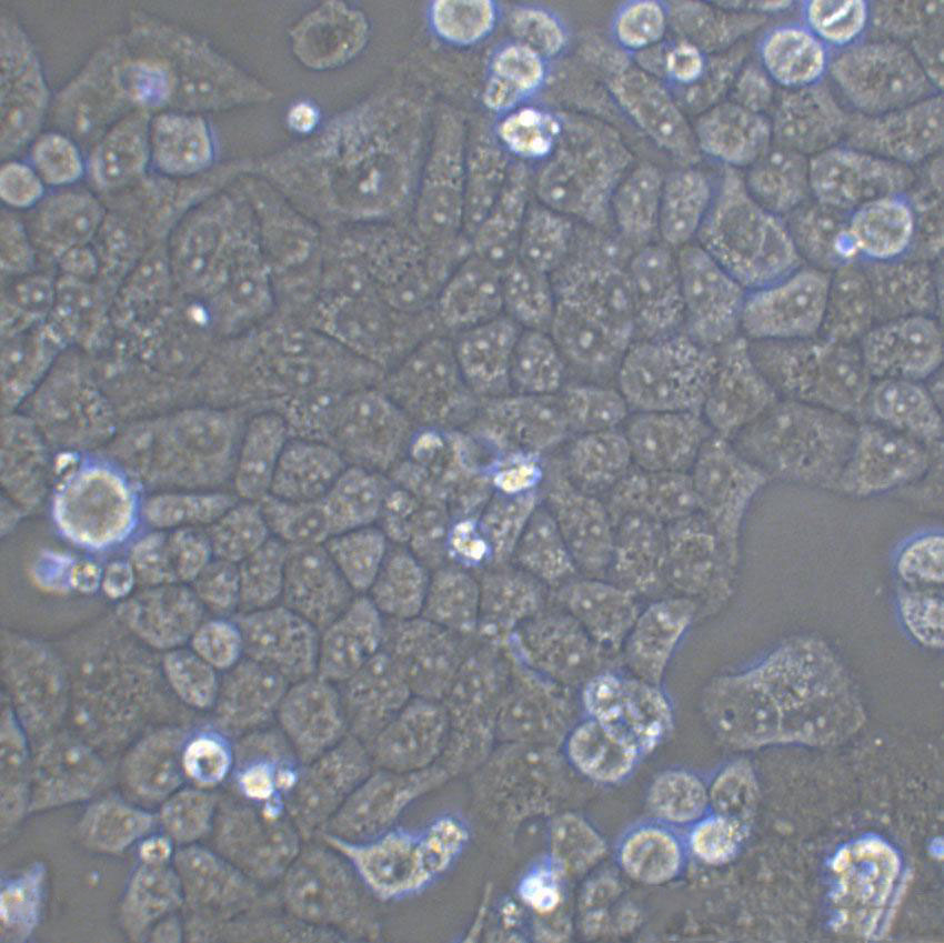 BNL CL.2 Cell