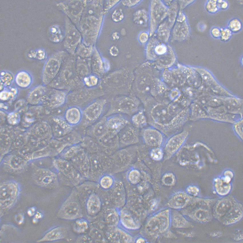 NCI-H3255 Cell|人肺癌细胞