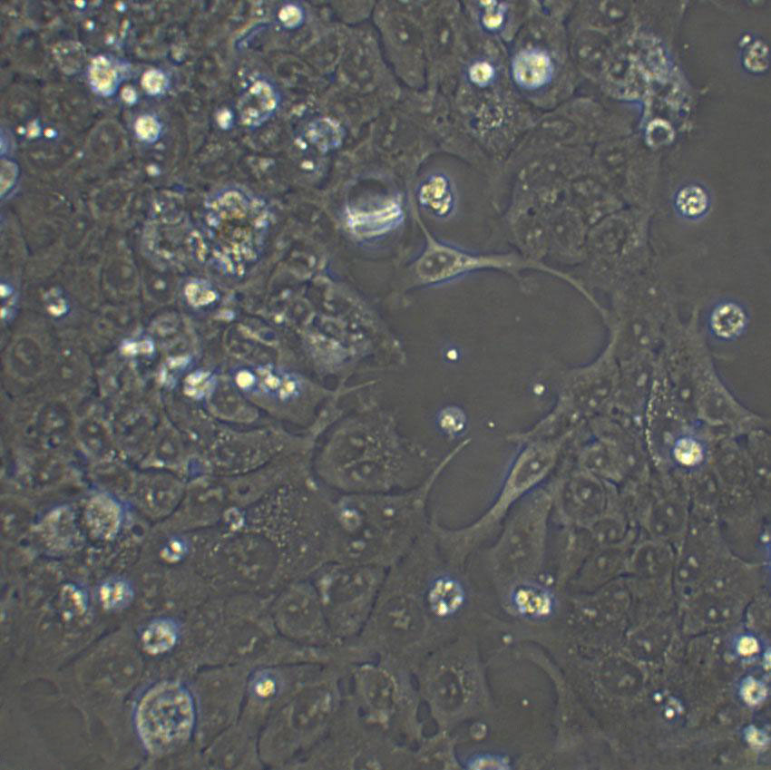 MDCK Cell|犬肾细胞
