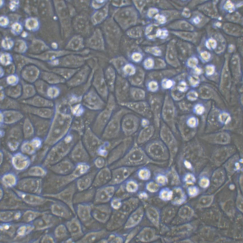 NCI-H157 Cell|人非小细胞肺腺癌细胞