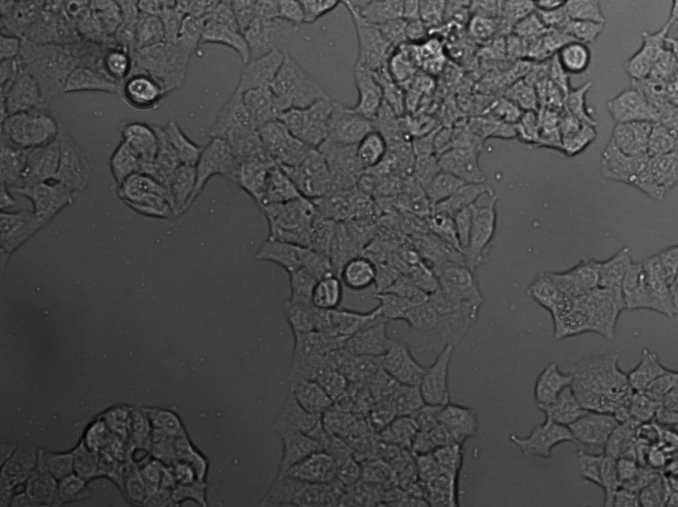 PC-3M Cell|人前列腺癌细胞