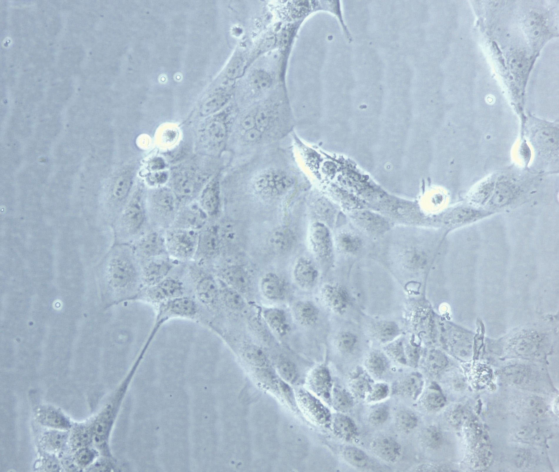 COLO 201 Cell|人结直肠腺癌细胞