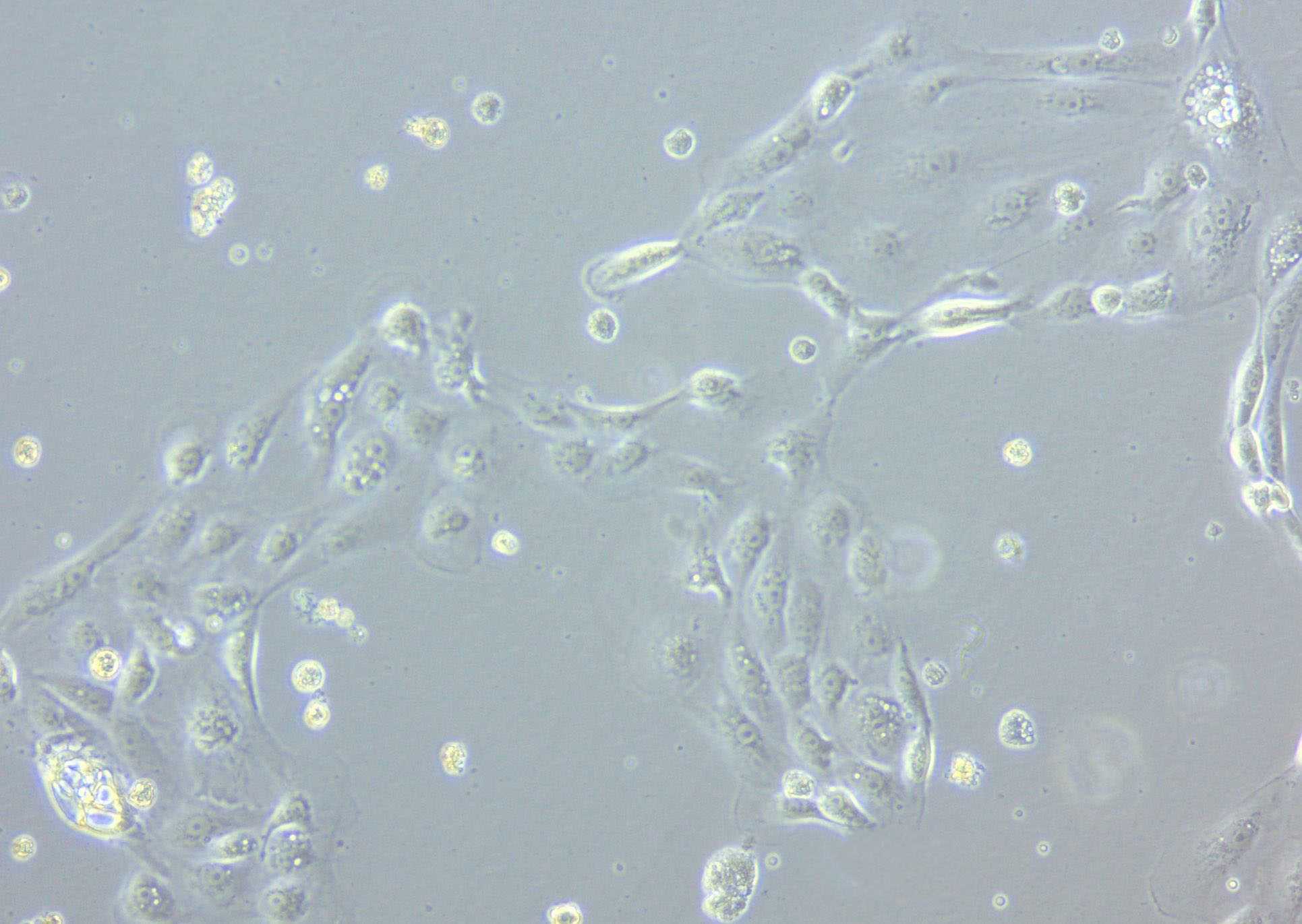 Caco-2 Cell|人结直肠腺癌细胞