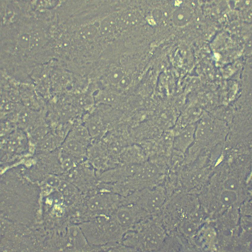 MC3T3-E1 Subclone 14 Cell|小鼠颅顶前骨细胞