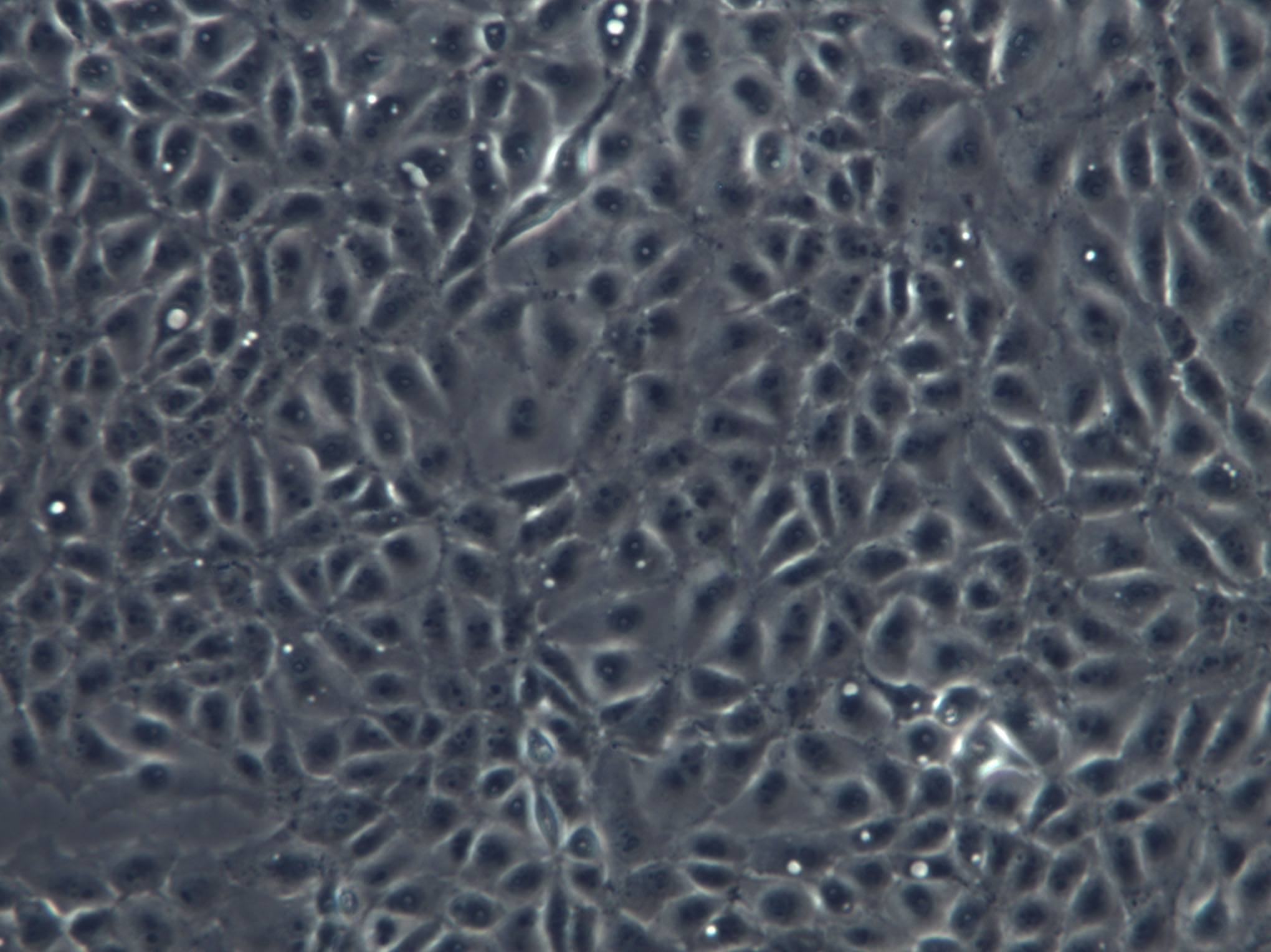 UMR-106 Cell|大鼠骨肉瘤细胞