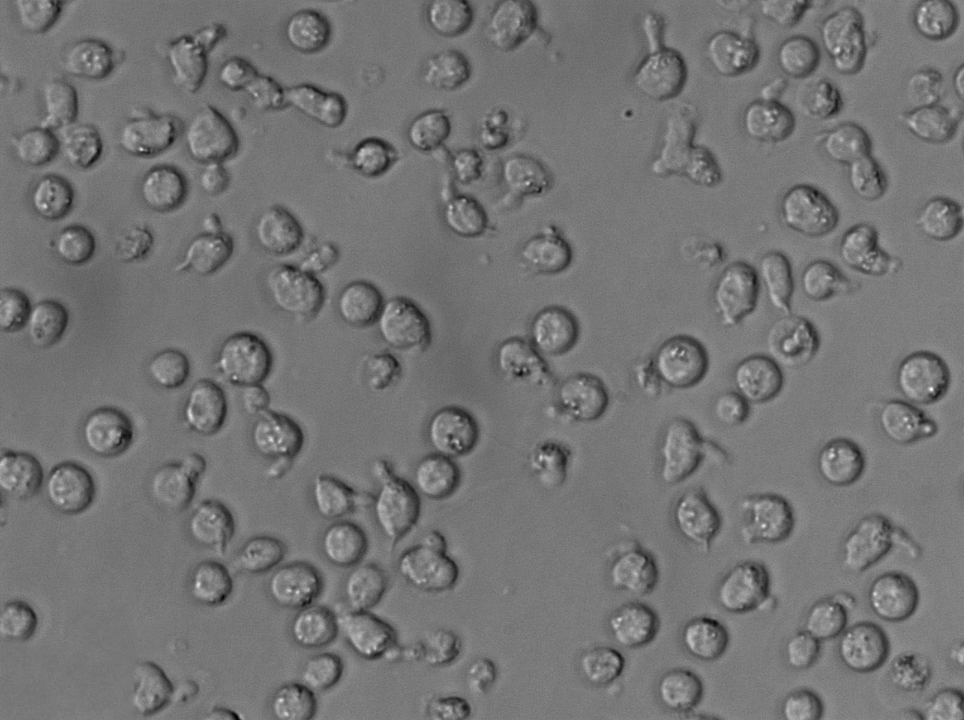 MEG-01|人成巨核细胞白血病血清培养细胞(免费送STR)