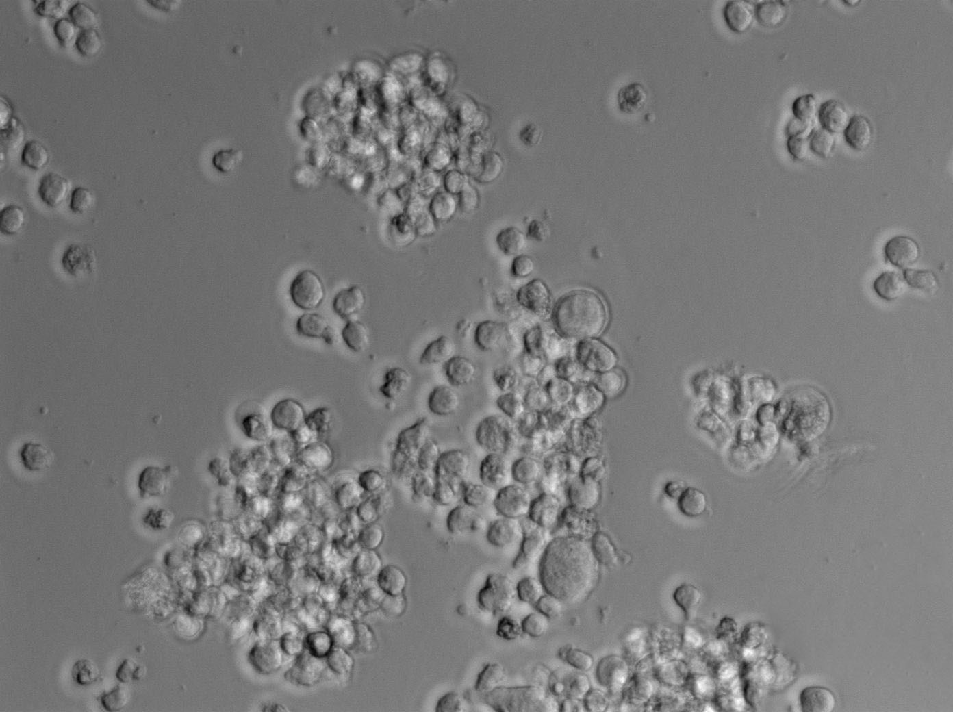 OCI-Ly3|人弥漫大B细胞淋巴瘤血清培养细胞(免费送STR)