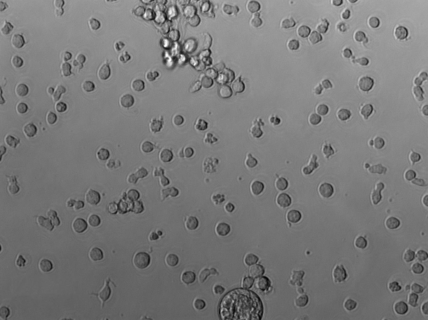 C8166|人T淋巴细胞白血病血清培养细胞(免费送STR)