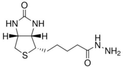D-生物素酰肼