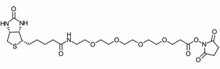 生物素-四聚乙二醇-丙烯酸琥珀酰亚胺酯,459426-22-3，Biotin-PEG4-NHS