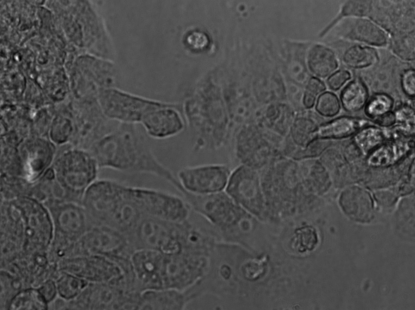 NSC-34 Cell|鼠神经元细胞