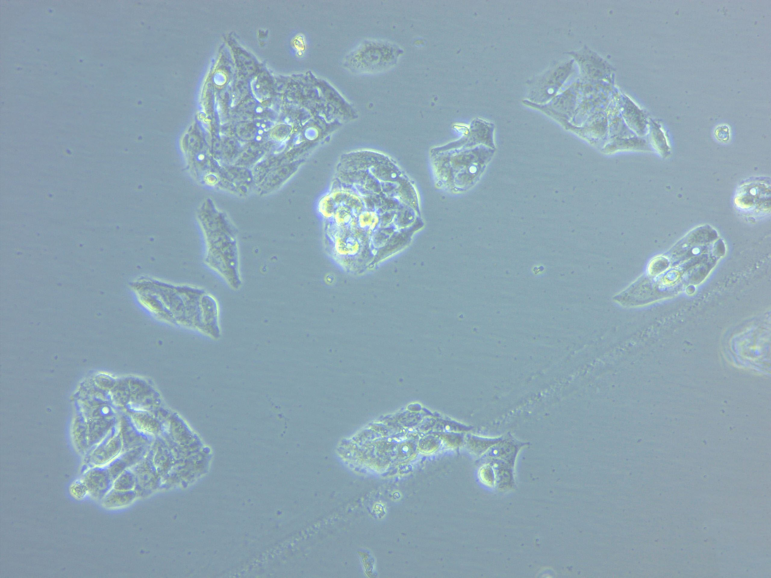 184A1 Cell|人乳腺上皮细胞