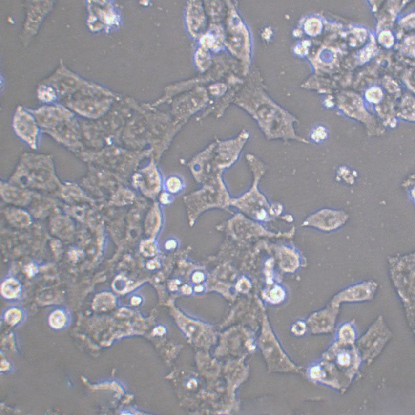 MIO-M1 Cell|视网膜Muller干细胞