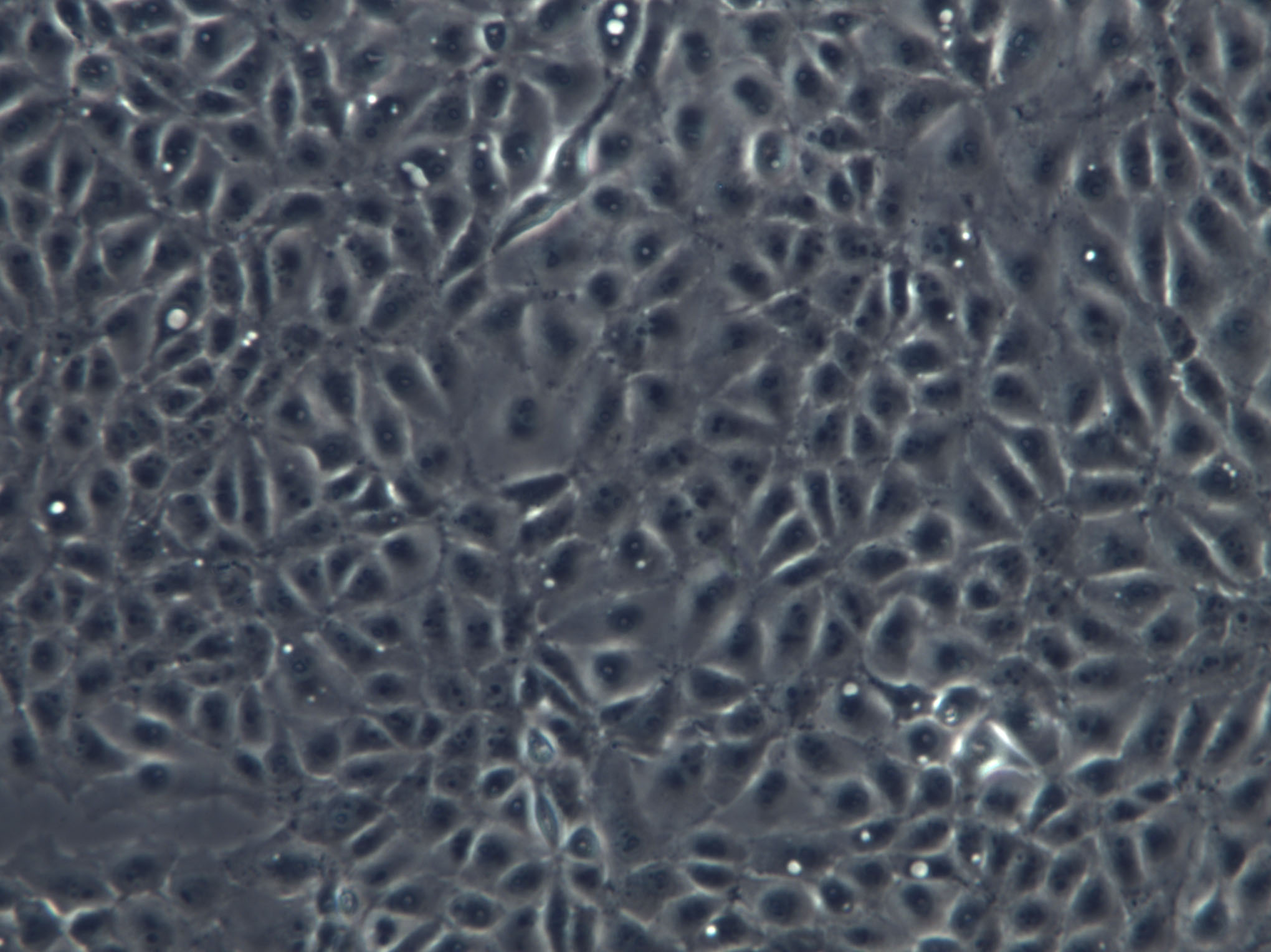 LLC-PK1 Cell|猪肾细胞