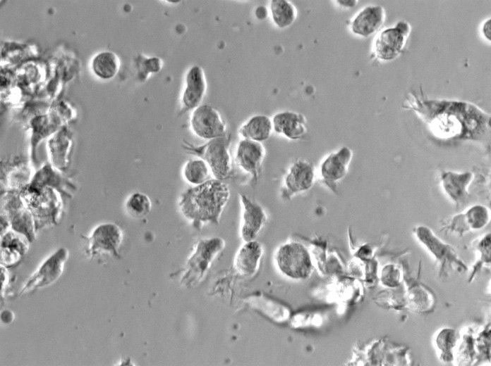 HL-1 Cell|小鼠心房肌细胞