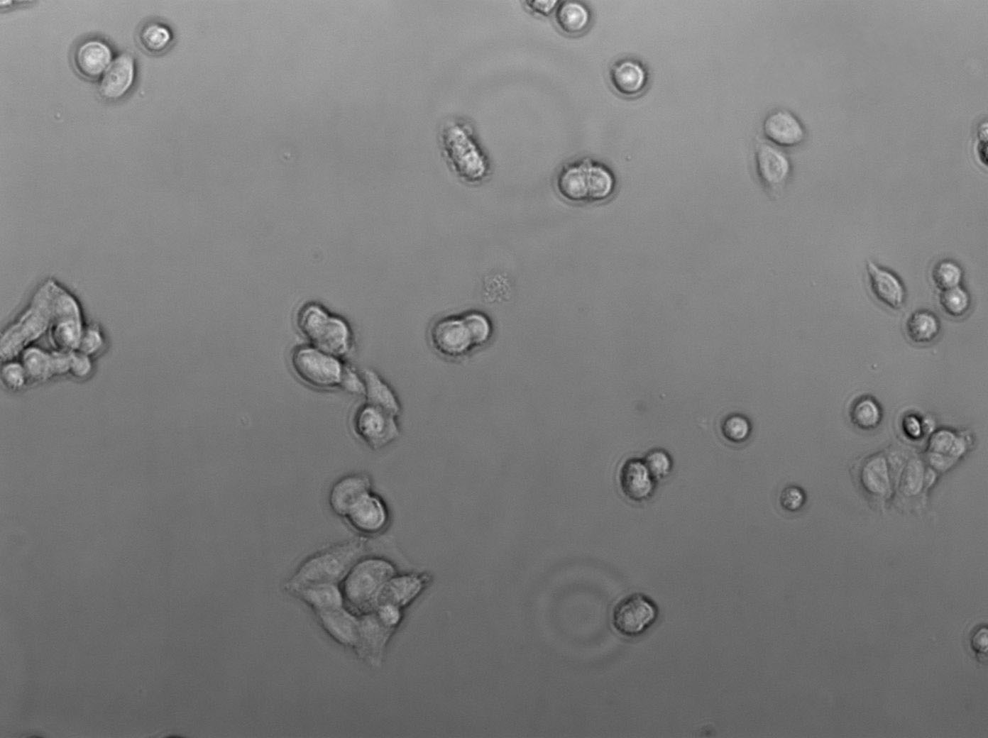 RMC-1 Cell|大鼠视网膜Muller细胞