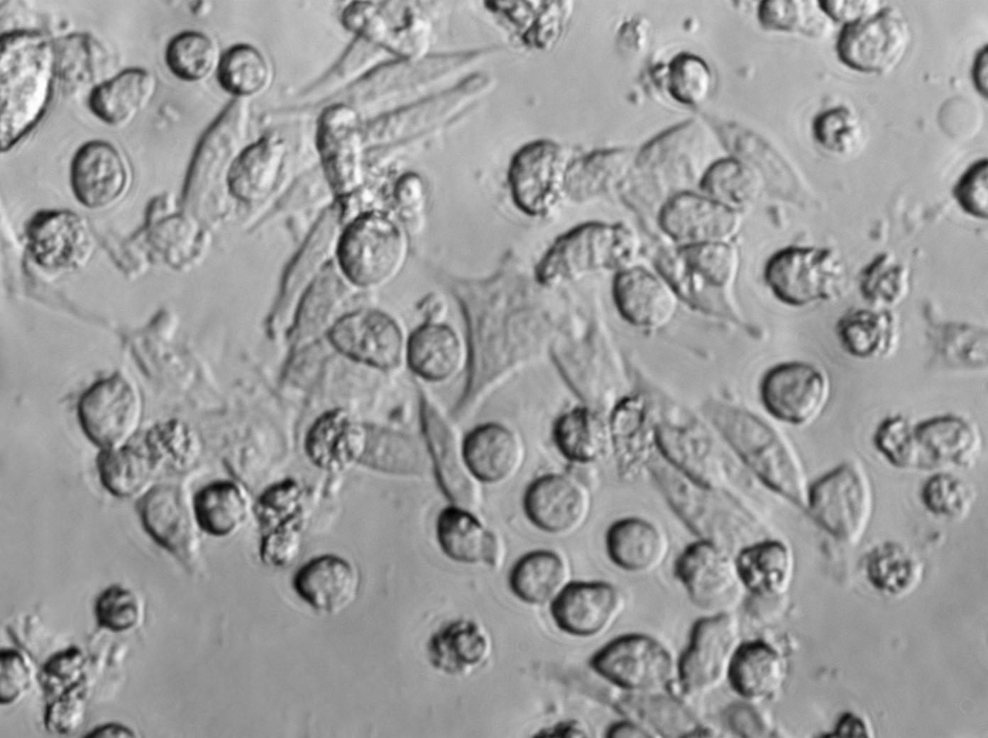 BEND Cell|牛子宫内膜上皮细胞