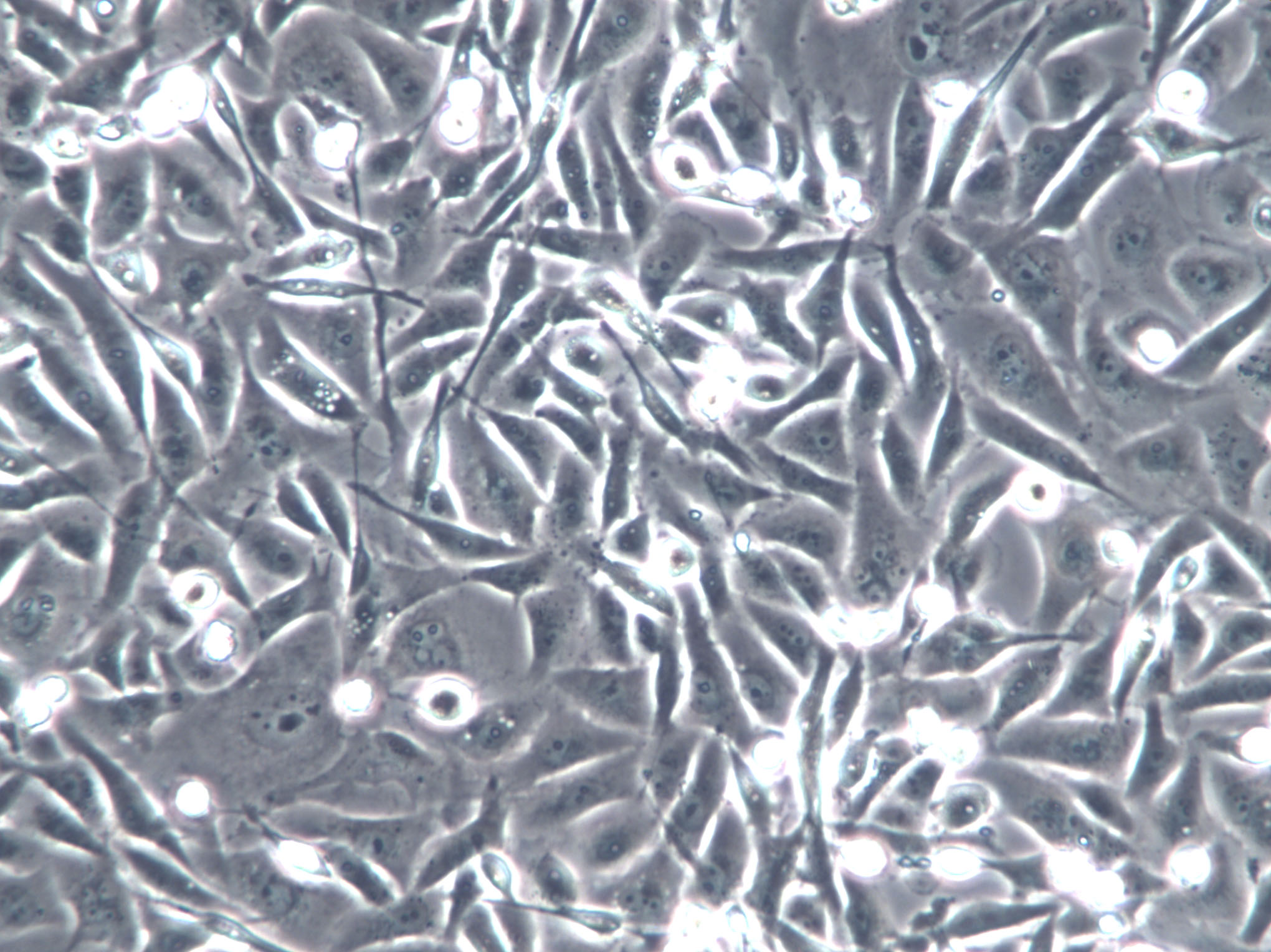 BAEC Cell|牛主动脉内皮细胞