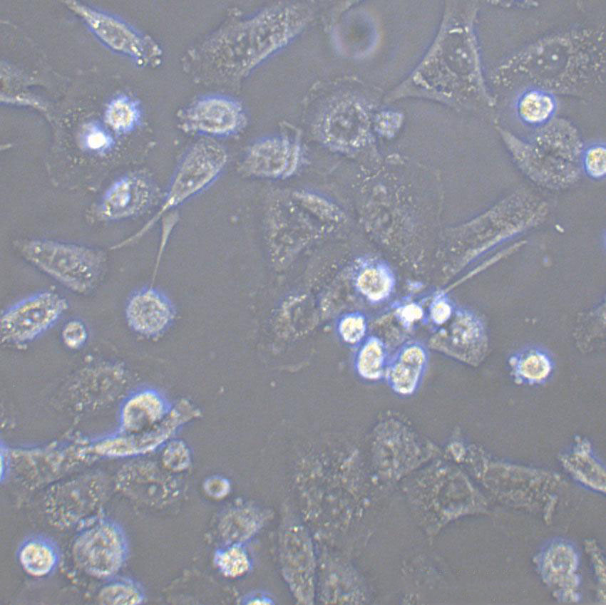 KTA7 Cell|人肺腺癌细胞