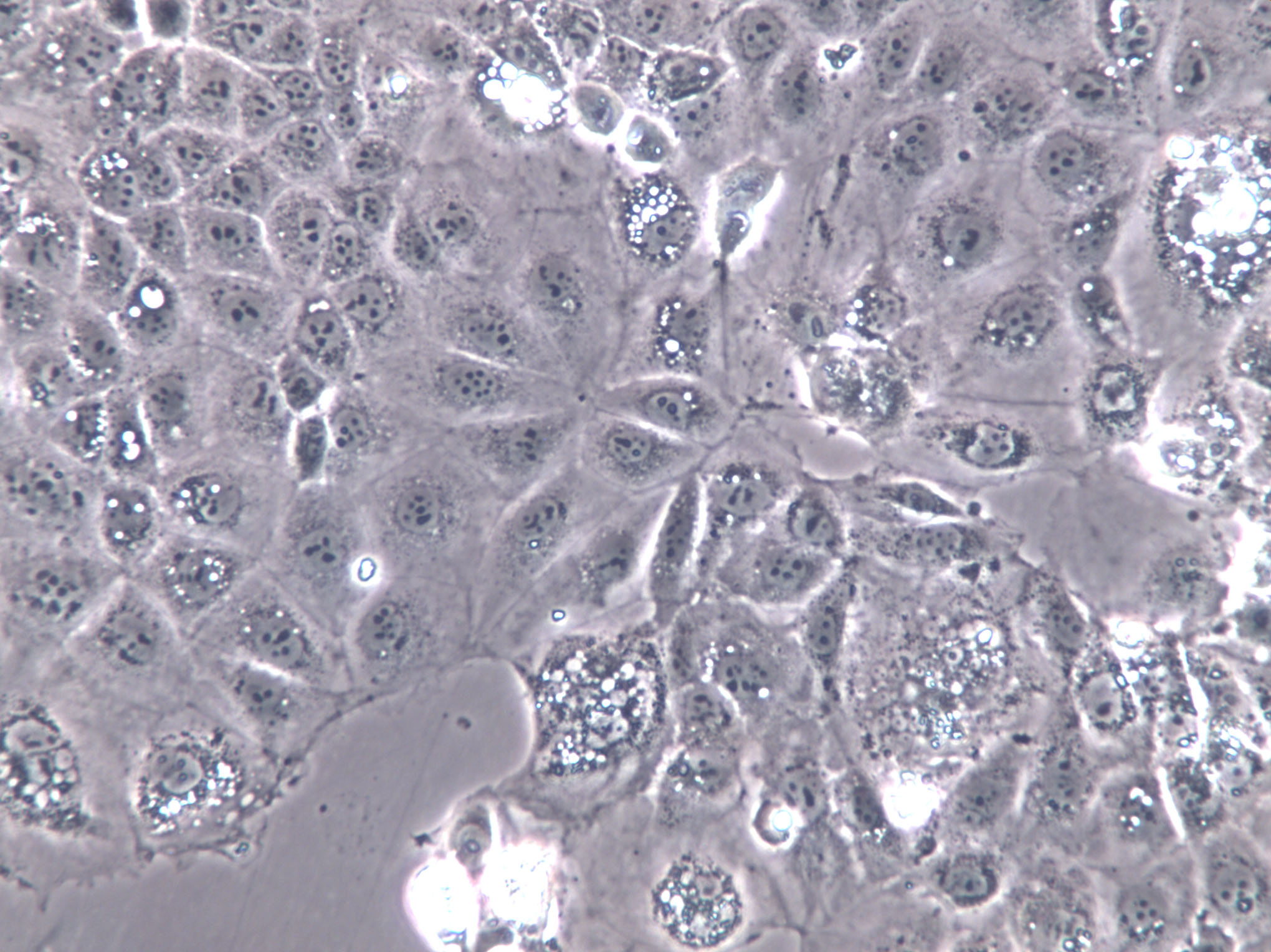 CPAE Cell|牛肺血管内皮细胞