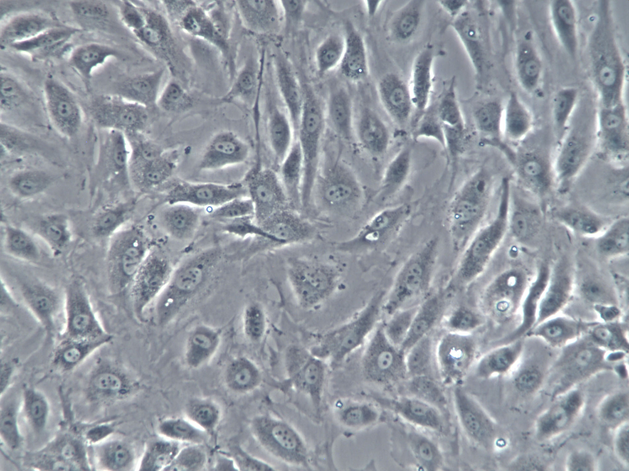 MH-S Cell|小鼠肺泡巨噬细胞