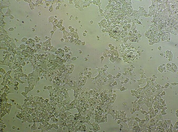 FL83B Cell|小鼠正常肝细胞