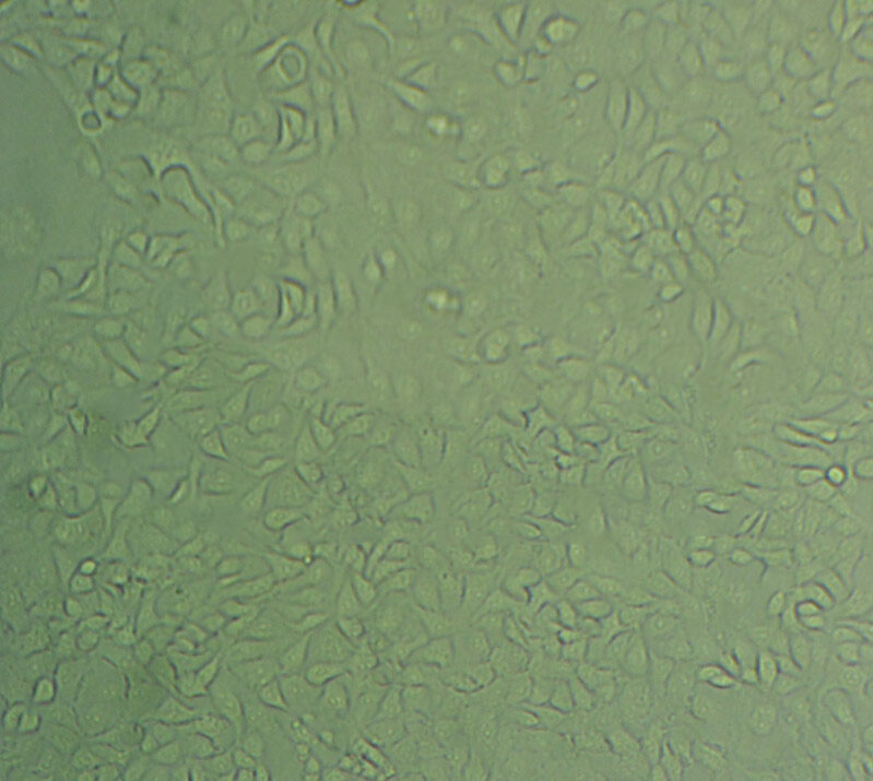 PT67 Cell|小鼠逆转录病毒包装细胞