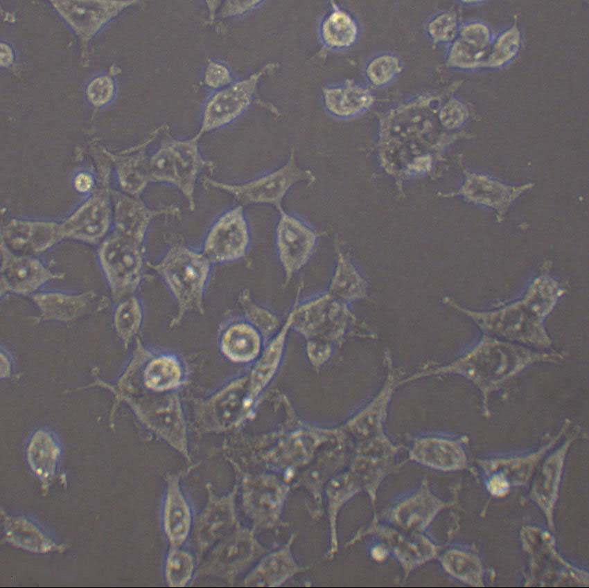 TE-13 Cell|人食管癌细胞