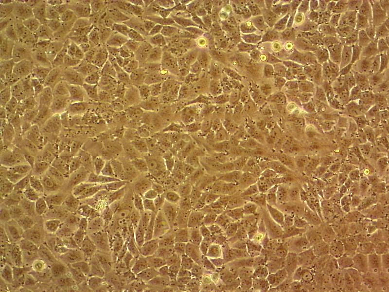 Melan-a Cell|小鼠黑色素细胞