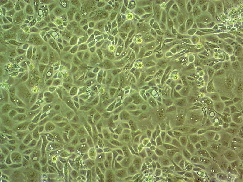 M2-10B4 Cell|小鼠骨髓纤维原细胞