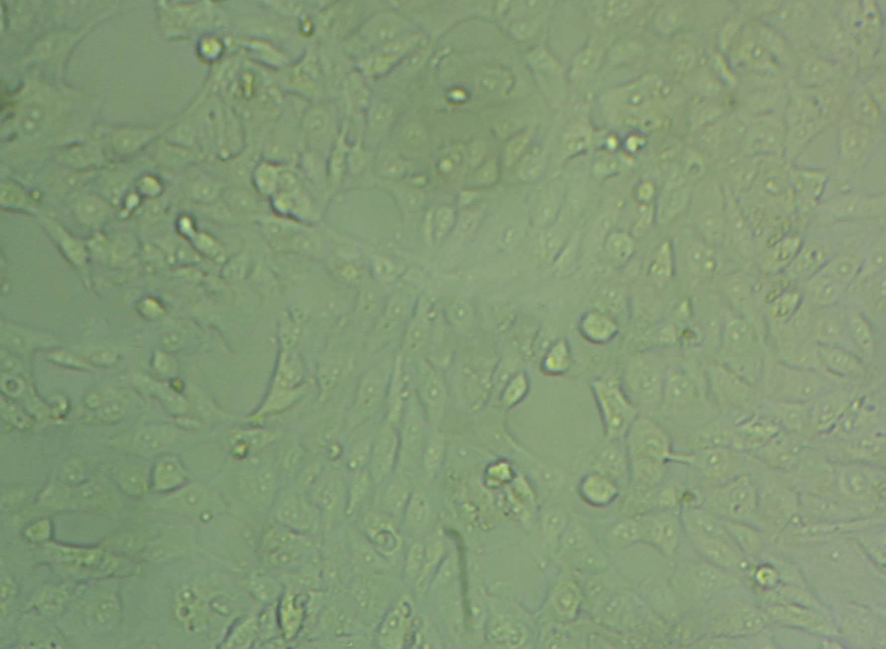 AC16 [Human hybrid] Cell|人心肌细胞