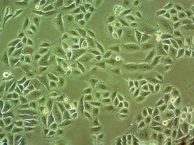 NE-4C Cell|小鼠神经干细胞
