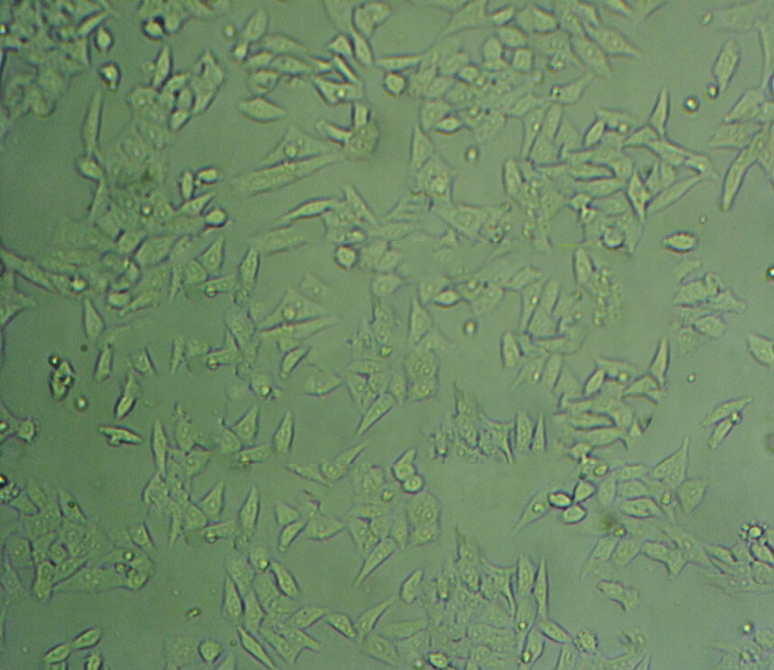 IPEC-1 Cell|猪小肠上皮细胞