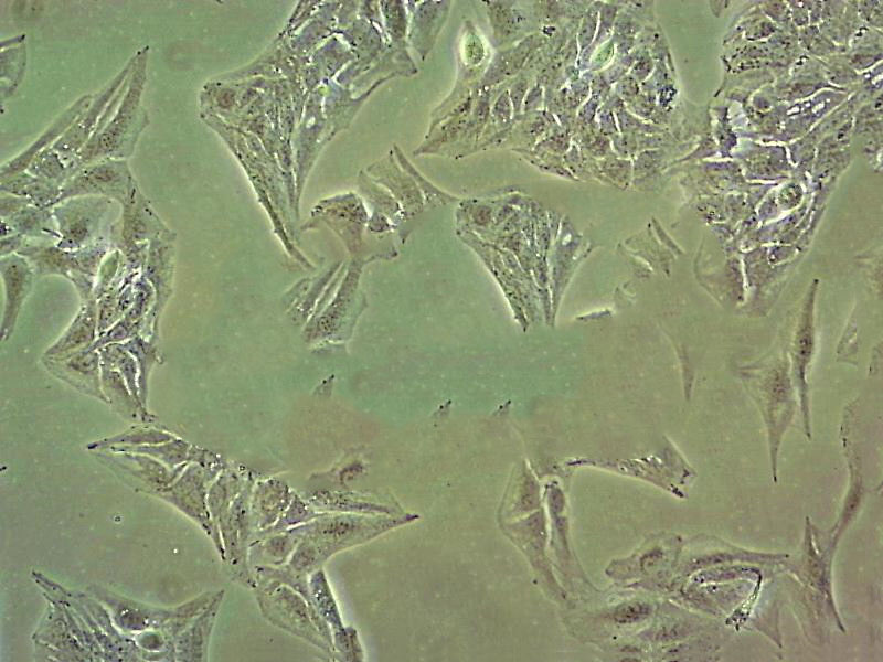 HSC-1 Cell|人皮肤鳞癌细胞