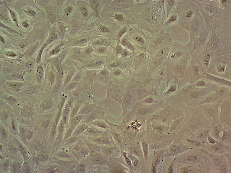 Sc-1 Cell|小鼠胚胎细胞