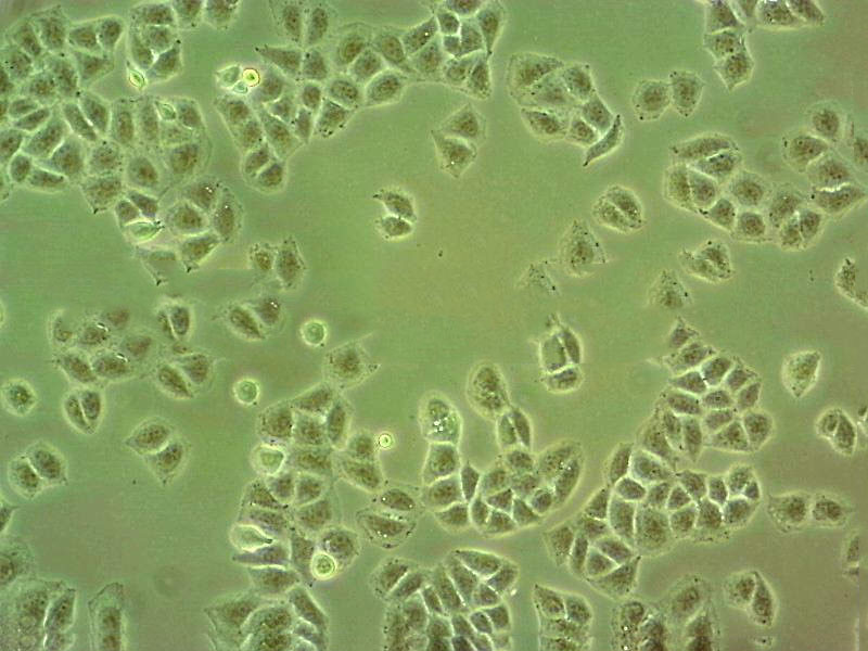 MB49 Cell|小鼠膀胱癌细胞