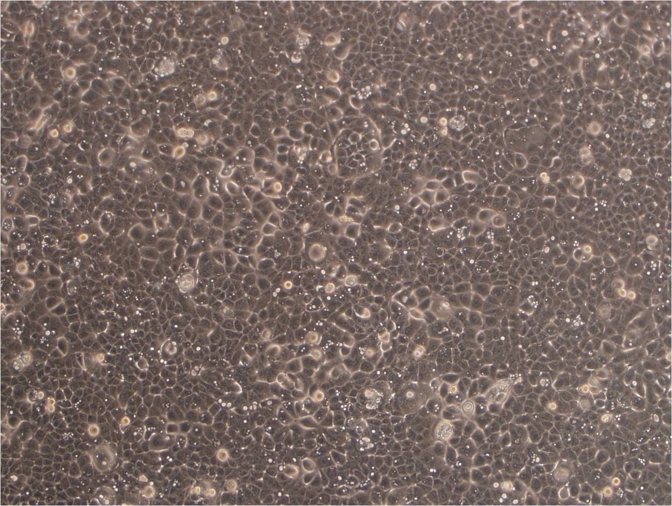 HSC-5 [Human skin squamous cell carcinoma] Cell|人皮肤鳞癌细胞