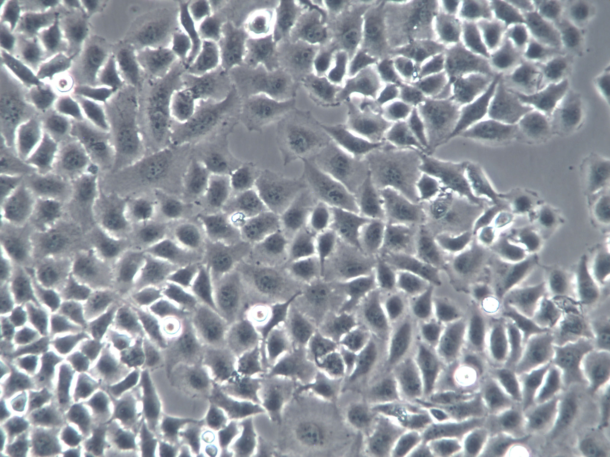 AMJ2-C8 Cell|小鼠巨噬细胞