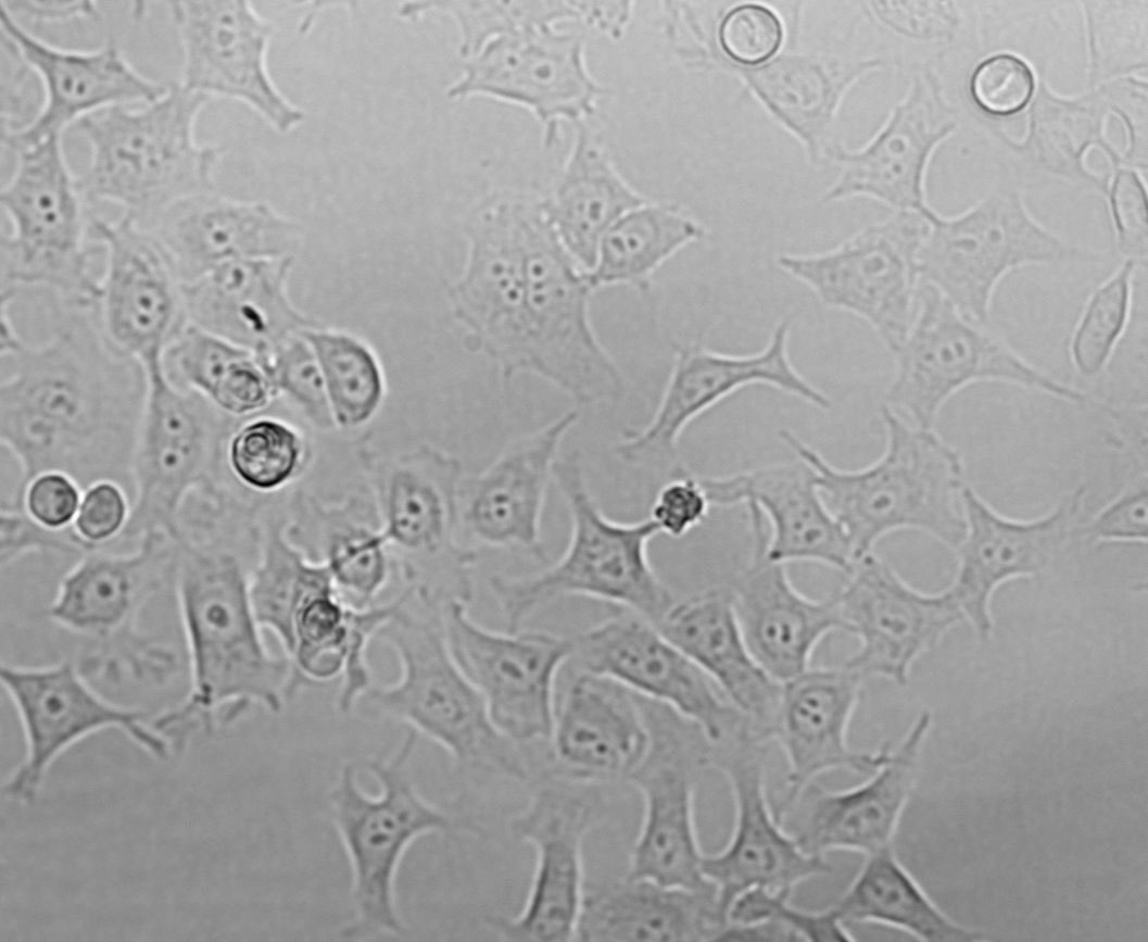 253J-BV Cell|人膀胱癌细胞