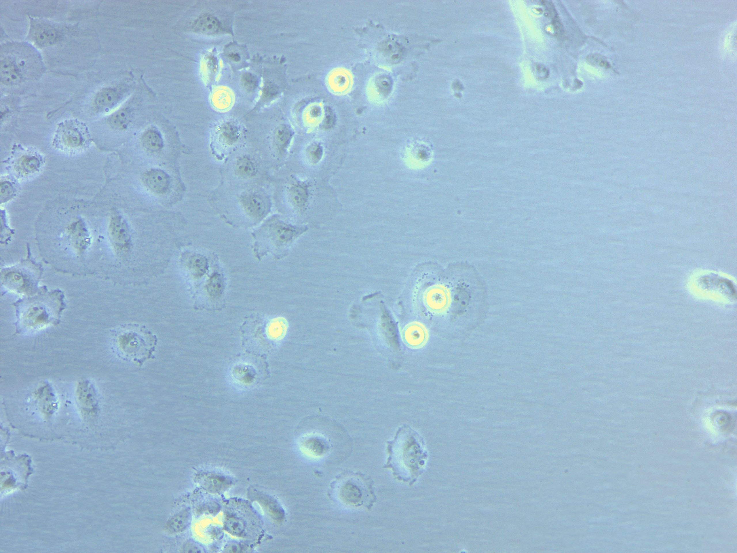 R2C Cell|大鼠睾丸间质细胞