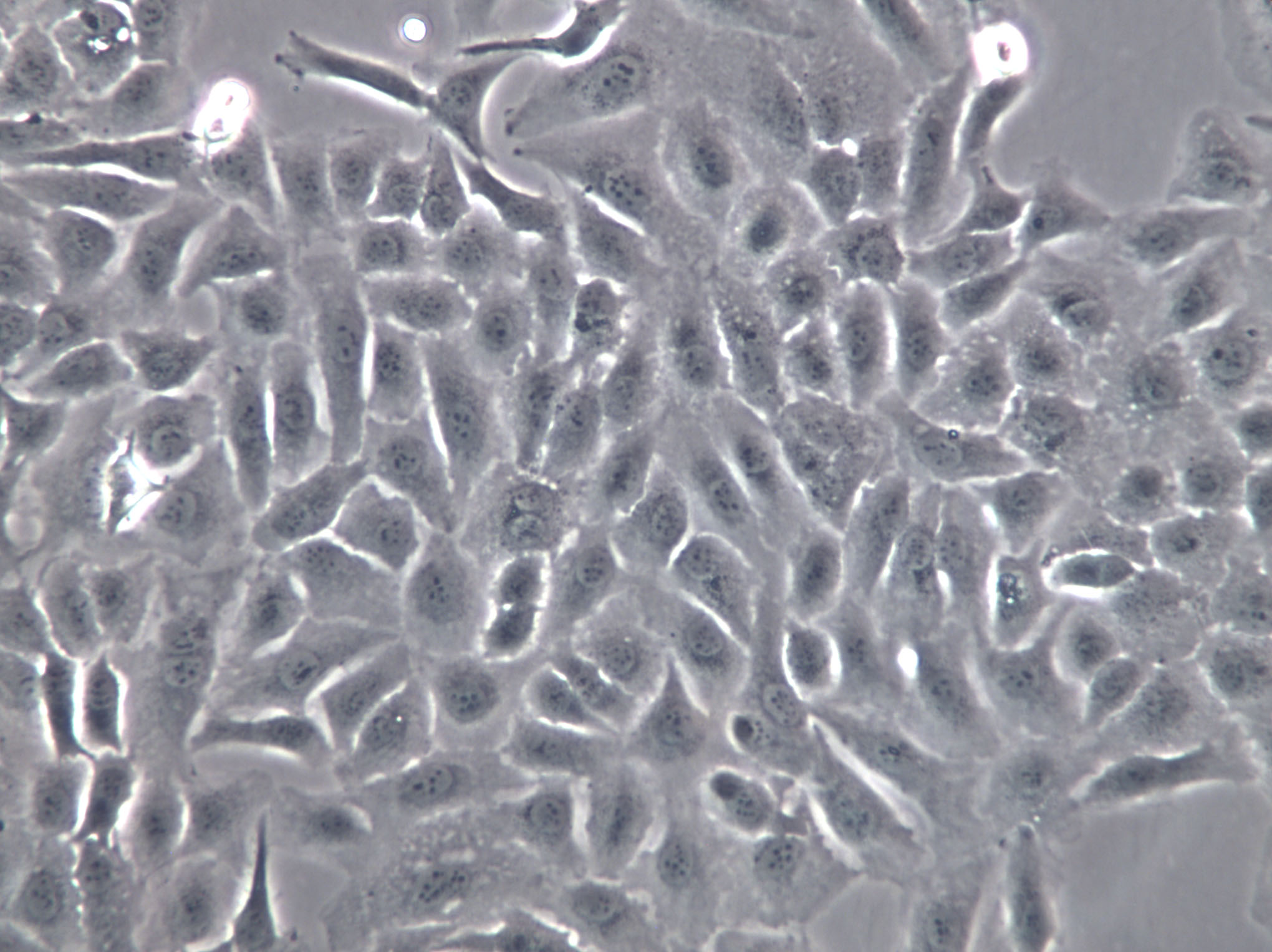 L-WRN Cell|小鼠皮下结缔组织细胞