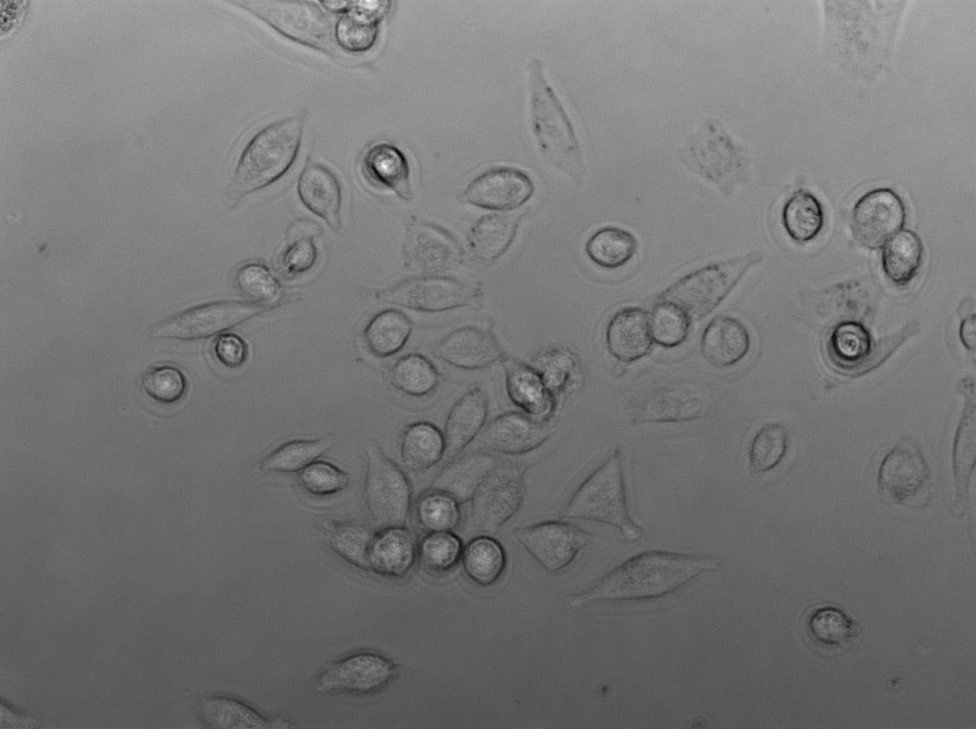 6-10B Cell|人鼻咽癌细胞