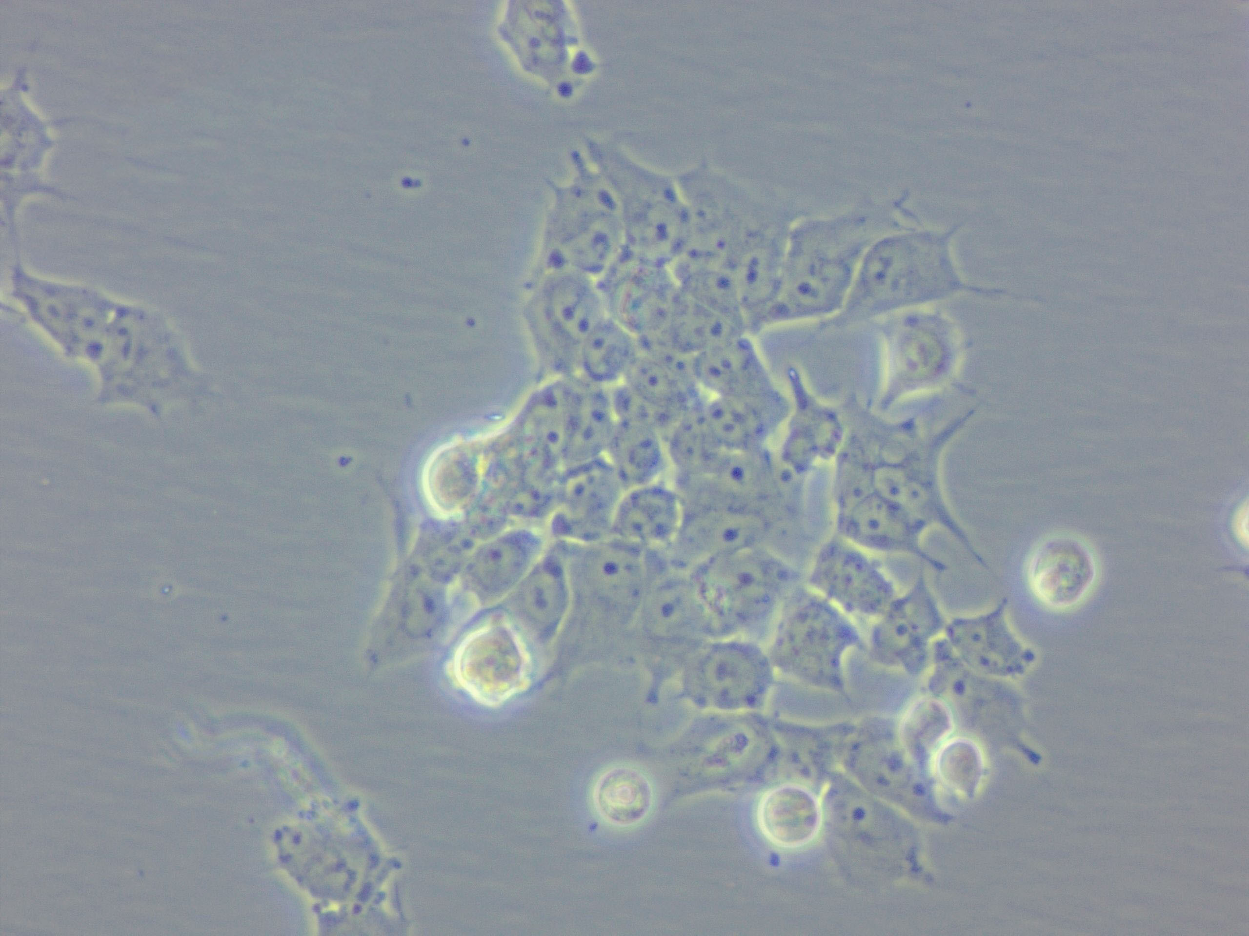 BC-024 Cell|人乳腺癌细胞