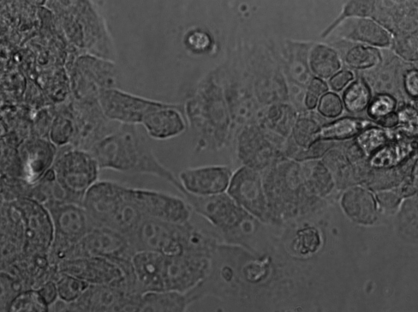 Pt K1 Cell|袋鼠肾细胞